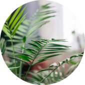 Chưa biết chọn loài cây nào phù hợp?