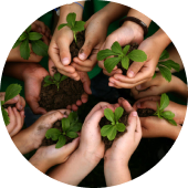 Tư vấn loài cây hợp phong thủy, tăng sinh khí