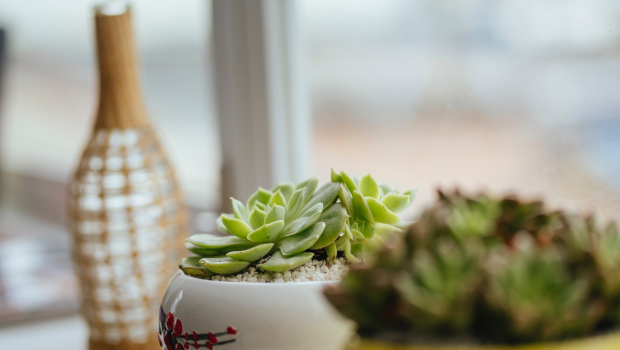 Hãy để Quang Cảnh Xanh giúp bạn