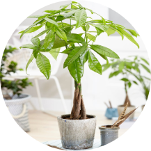 Thiếu cây phong thủy nâng cao tài khí, phúc khí