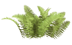 Nguồn cây xanh dồi dào, đa dạng chủng loại cho doanh nghiệp