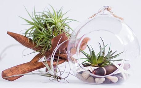 Cách trị thán thư cho lan