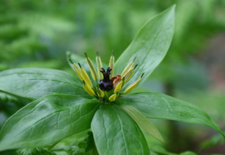 Paris polyphylla Smith