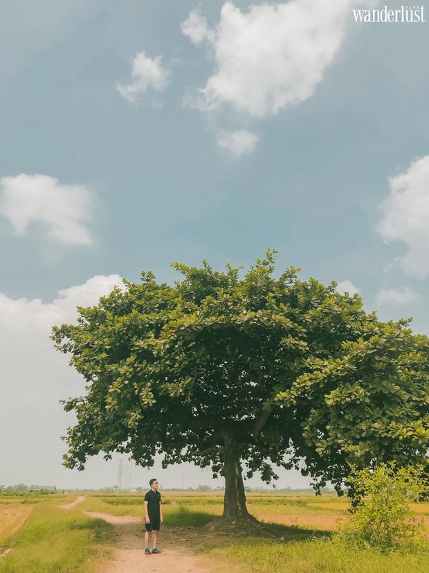 Top cây cô đơn nổi tiếng tại việt nam