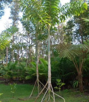 CÂY ĐI BỘ Ở ECUADOR: MỖI NĂM DI CHUYỂN TỚI 20 MÉT