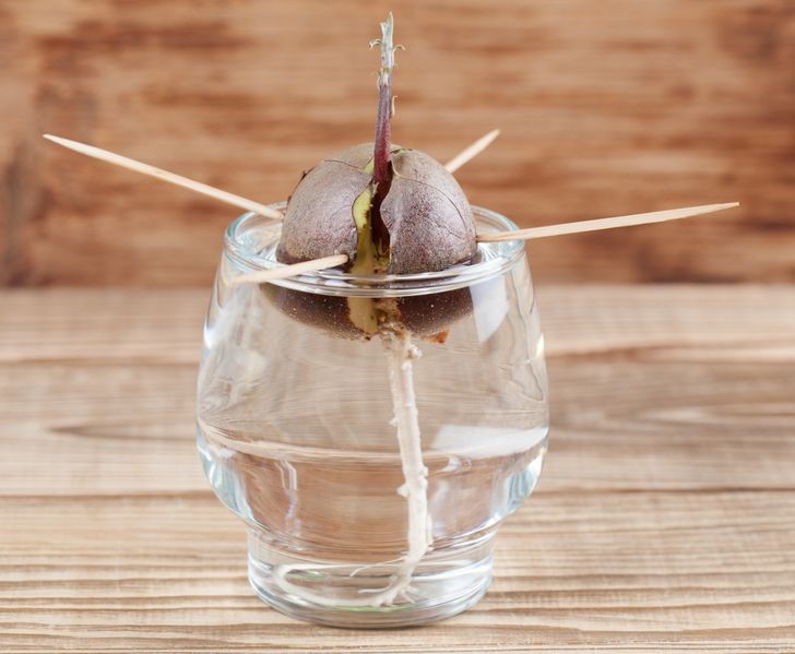 Top 7 loại cây ăn quả dễ trồng từ hạt