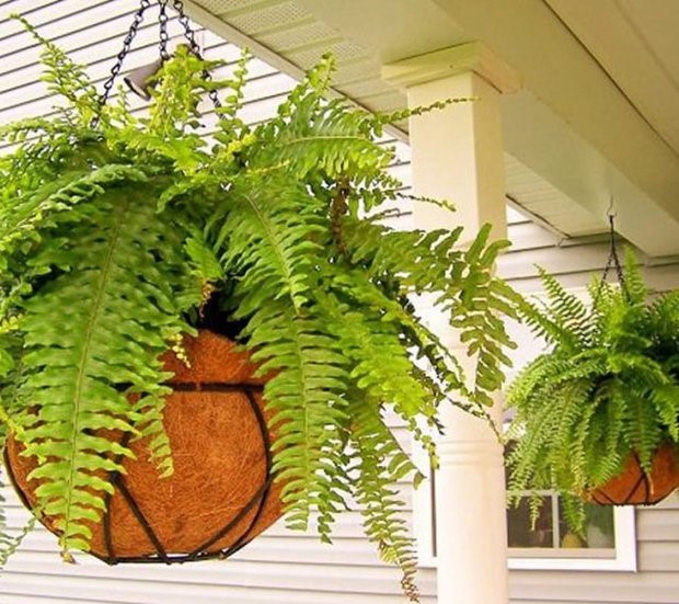 Top 6 loại cây thích hợp trồng ở ban công