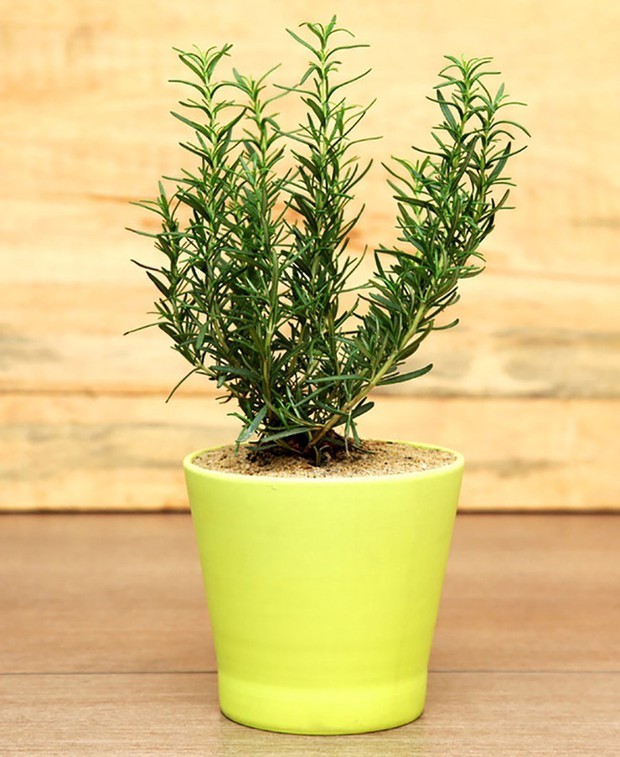 Top 6 loại cây giúp đuổi muỗi hiệu quả