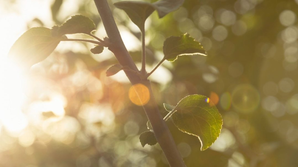 ÁNH SÁNG TOÀN PHẦN, ÁNH SÁNG BÁN PHẦN LIỆU CÓ THỰC SỰ QUAN TRỌNG?