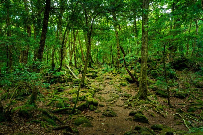 BÍ ẨN VỀ KHU RỪNG TỰ SÁT AOKIGAHARA Ở NHẬT BẢN
