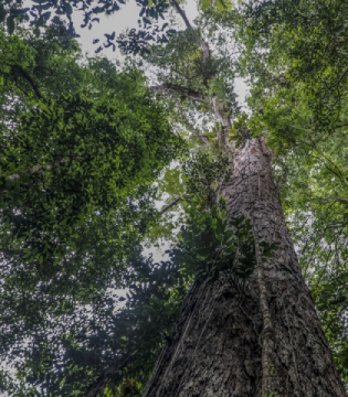 CÁC NHÀ KHOA HỌC LẦN ĐẦU CHẠM VÀO CÂY CAO NHẤT TRONG RỪNG AMAZON