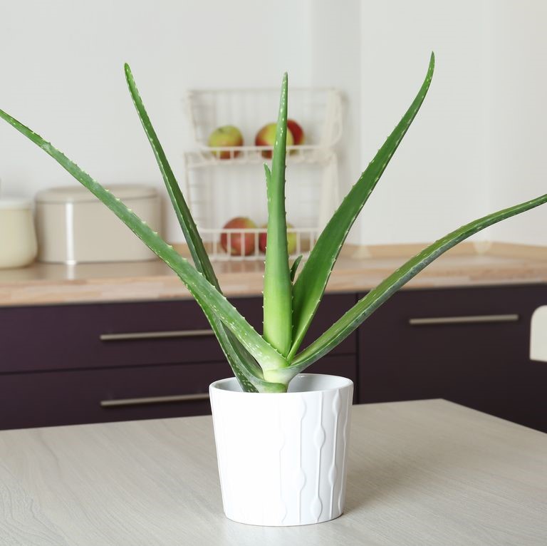 9 loại cây cảnh nên trồng trong nhà bếp