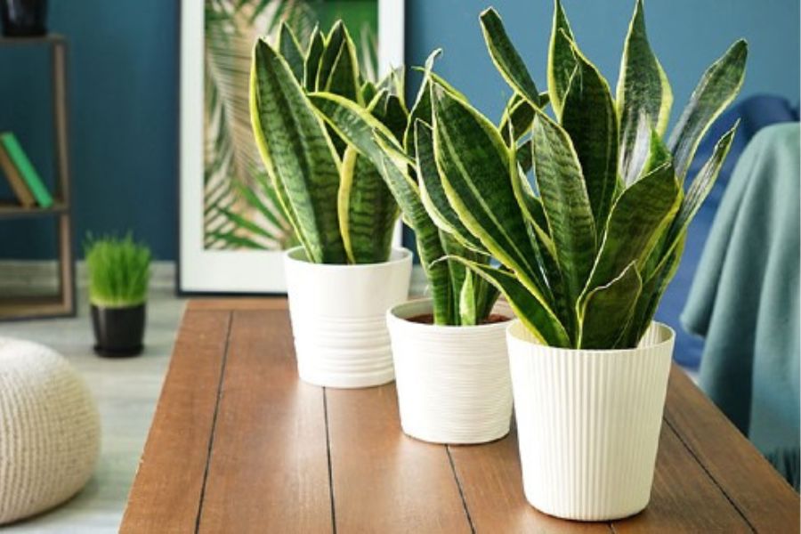 8 loại cây để bàn làm việc hợp mệnh thổ đem lại may mắn