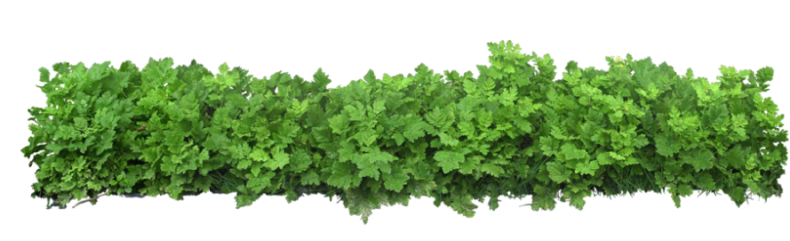 Quang Cảnh Xanh tự tin cung cấp giải pháp