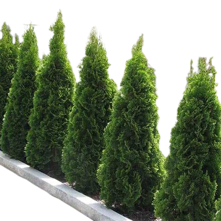 Cây hàng rào, trồng viền