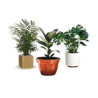 Cây, hoa bụi nhỏ