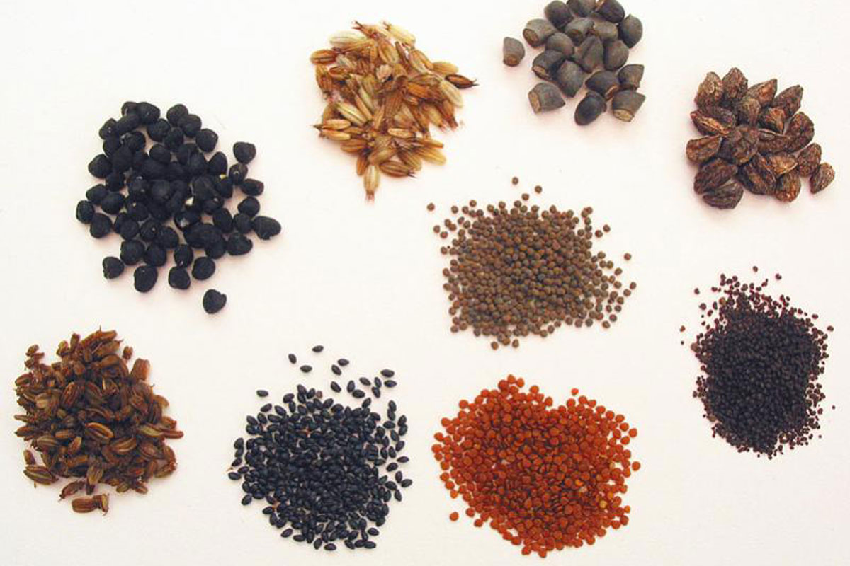 Hạt giống cây trồng